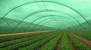 Shade Tarpaulin
